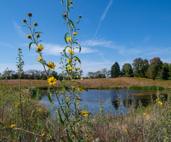 This is a photograph of Rolling Hills Meadow. It shows a wetland with yellow flowers in the front of the photo.