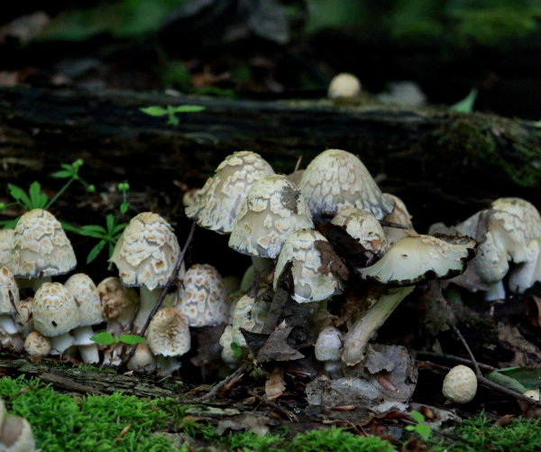 Scaly Ink Cap