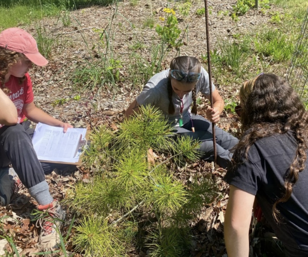people working with trees