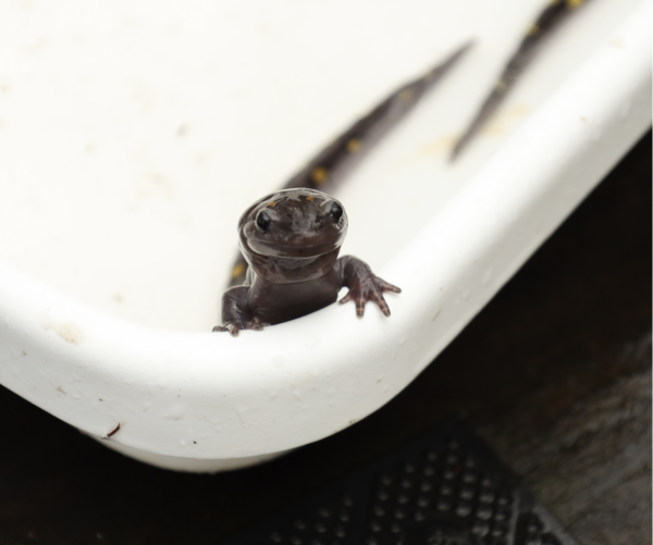 Salamander