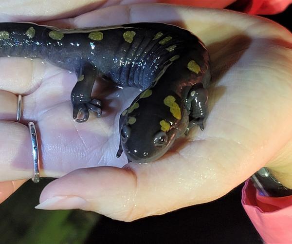 Spotted Salamaner