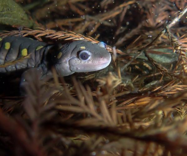 Salamander