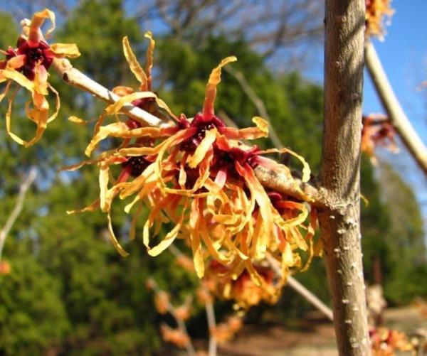 Witch Hazel