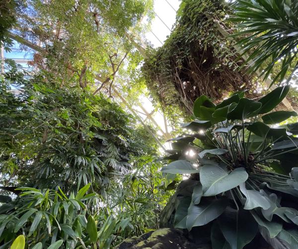 This is a photograph of the Tropical Rainforest at Franklin Park Conservatory. It is a shot from down below that shows all kinds of green trees and plants. 
