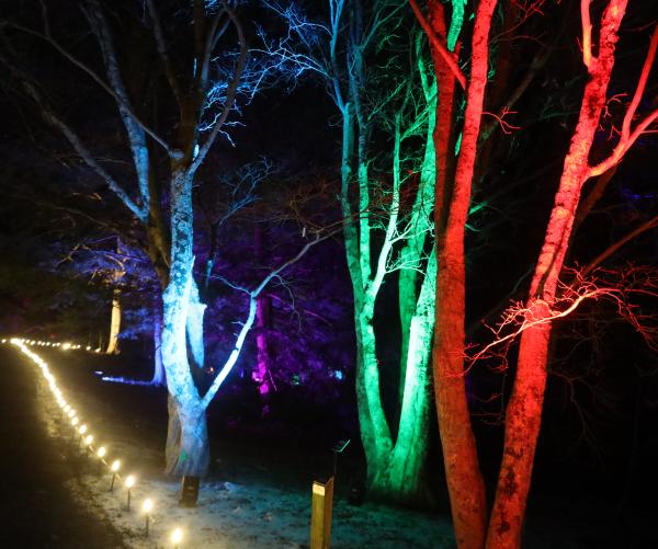 This is a photograph of the trees at The Dawes Arboretum's 2026 Winter Wonders Walk. The tree is lit up by yellow walking lights and one tree is uplit with blue, one tree is uplit with green and one tree is uplit with red.