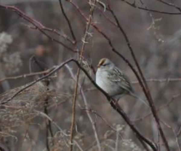 White Crowned Sparrow