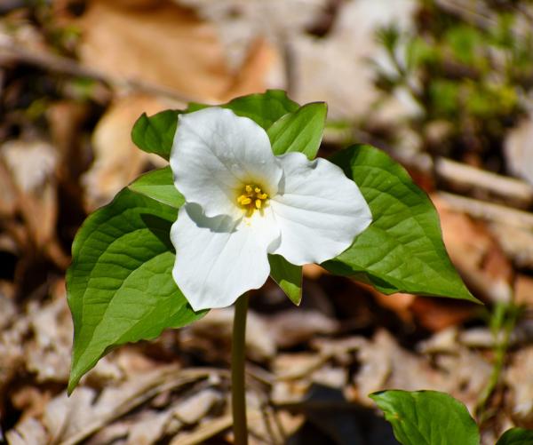 White Trilium