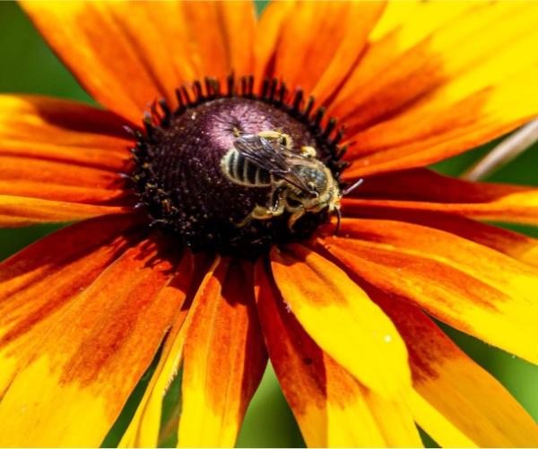 Bee on flower