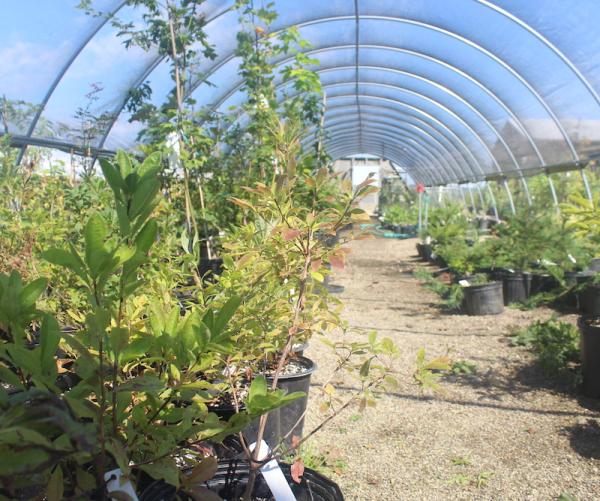 greenhouse