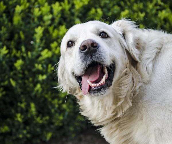 dog