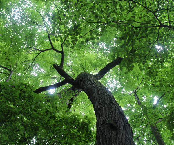 tree