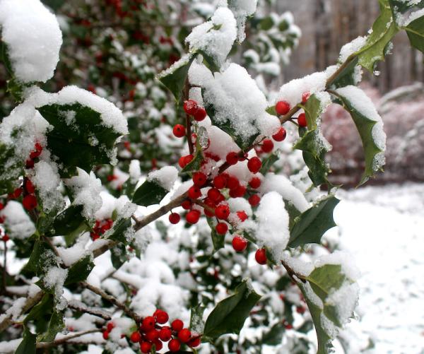 holly bush with snow