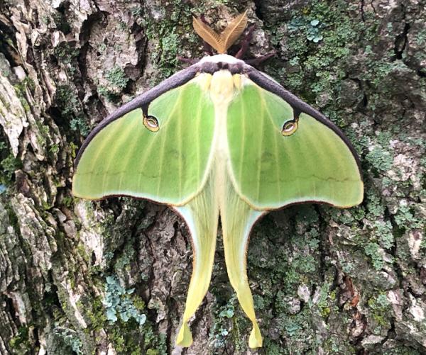 moth