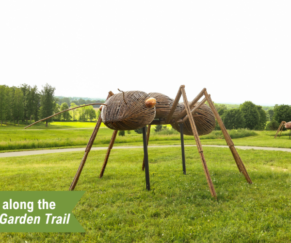 Ants
