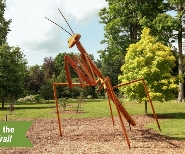 Praying Mantis