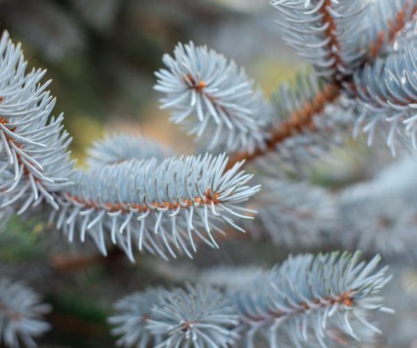 Blue Spruce