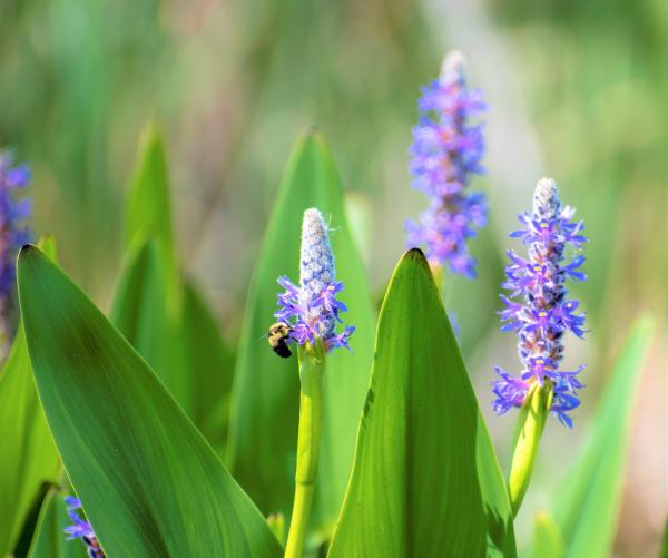 pickerelweed