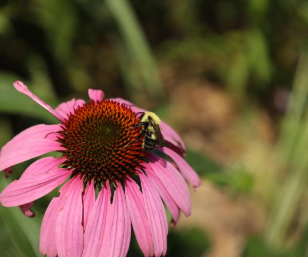 A black and yellow bee sits on a flower with a red middle and bright pink petals amongst greenery.