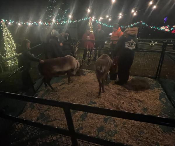 Reindeer