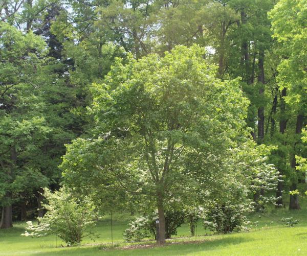 trees