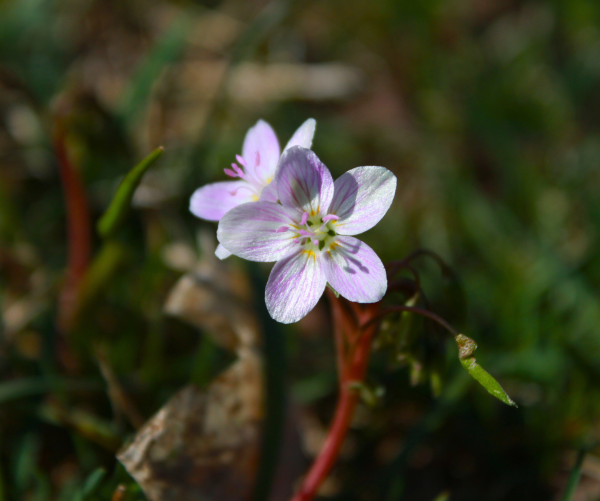 Virginia spring beauty