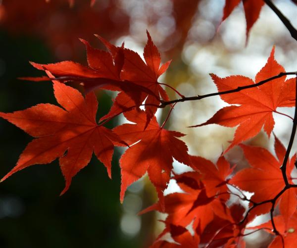 leaves