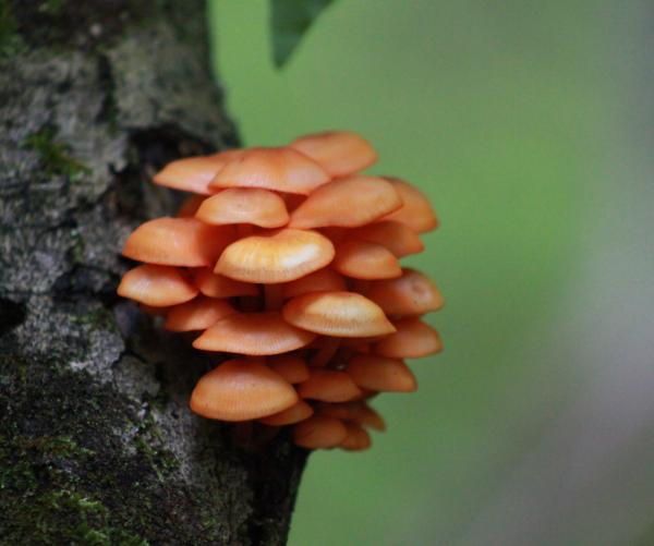 Orange Mycena