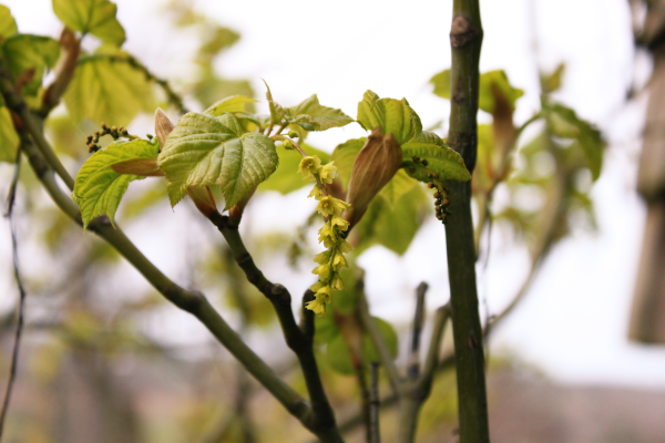 Branch with new leaves and flowers