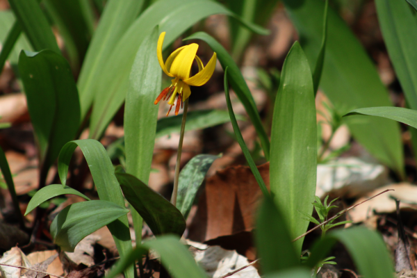 Yellow flower