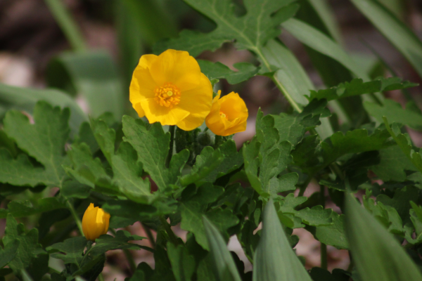 Yellow flowers