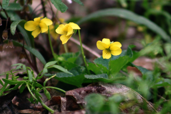 Yellow flowers