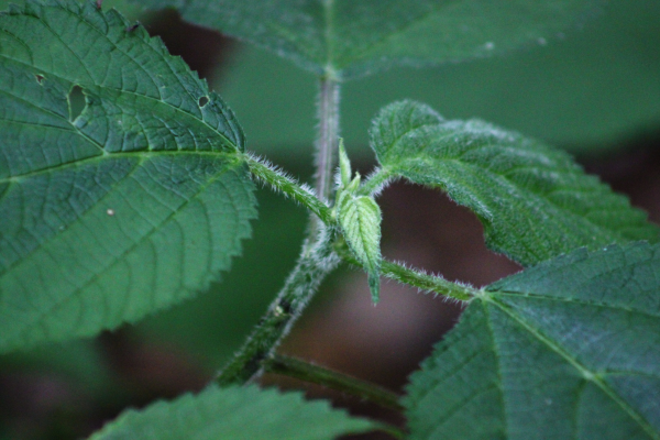 Close up of leaves