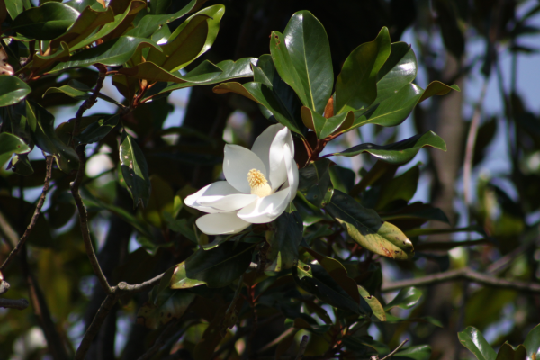 Big white flower in a tree surrounded by shiny green leaves
