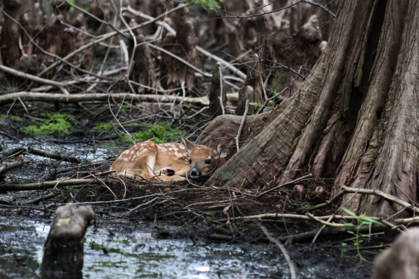 Curled up baby deer in front of a tree