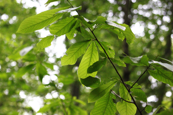 Leaves with sun through them