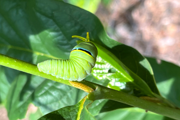 Large, green caterpillar on a green twig of a tree
