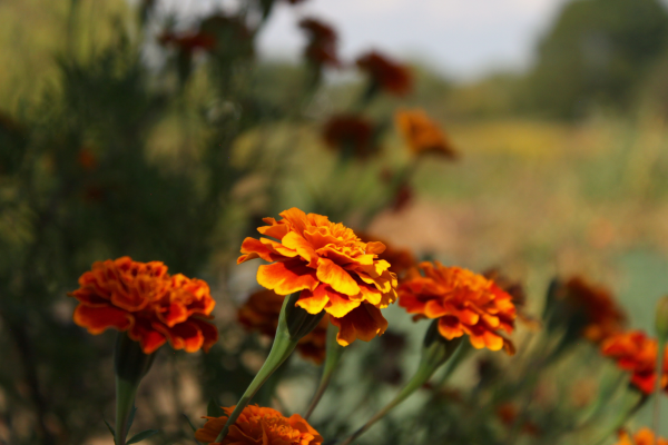 Close up of 3 orange marigold flowers