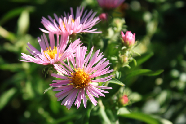 Close up of a pink flower with a yellow center