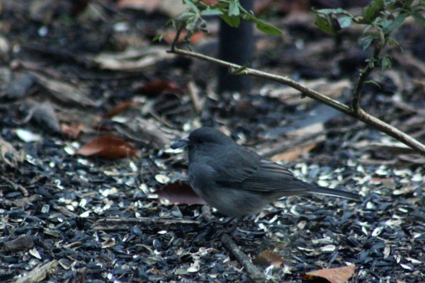 Small gray bird standing on the ground with a sunflower seed in its beak.