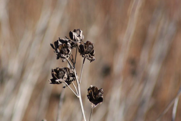Close up of a stem with several round, dried seed pods on the end.