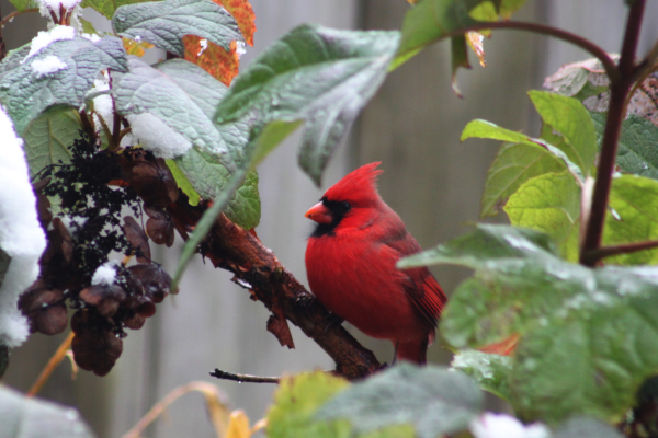 Bright red cardinal perched on a branch of a shrub