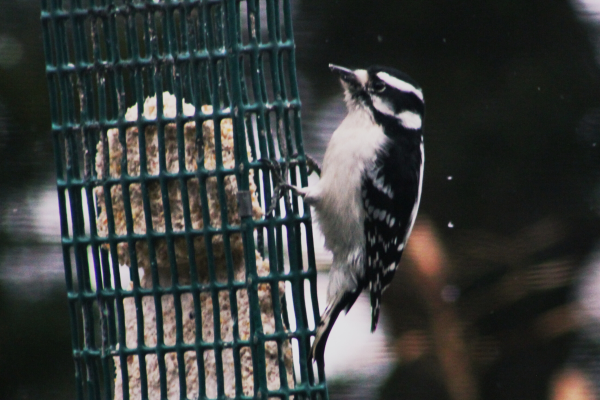 Small black and white woodpecker hanging on the side of a green suet feeder cage.