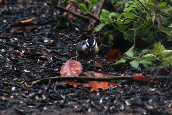 Small bird standing on the ground 