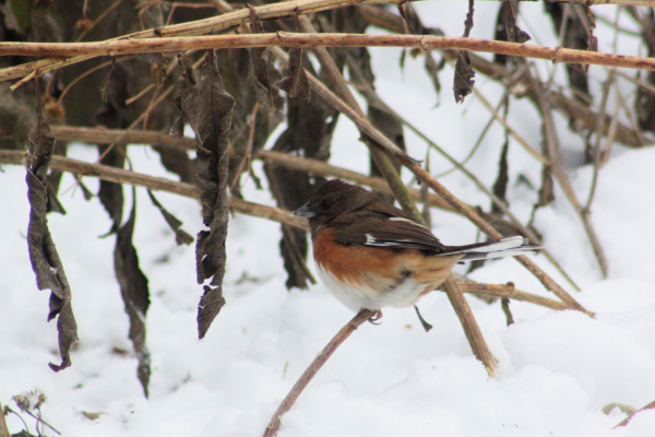 Bird perched on a stalk poking through snow