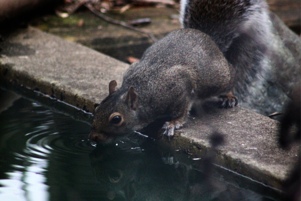 Gray squirrel drinking water