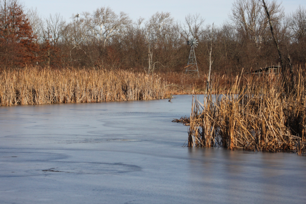 Frozen water with brown grasses and cattails on the edges of the water