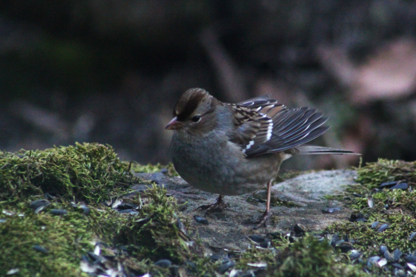 Small gray and brown bird on a mossy rock