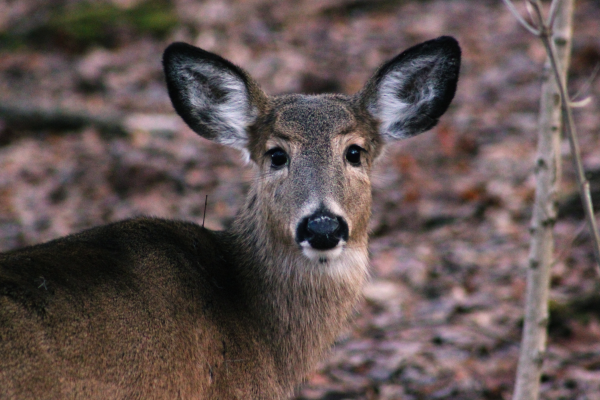Deer looking at the camera
