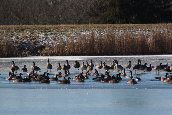 Dozens of geese on a partially frozen body of water.