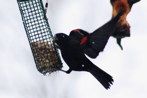 Black bird hovering at a peanut feeder
